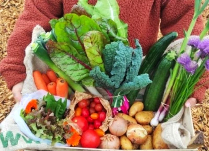 Shy By Nature is expanding the reach of its delicious organic veg boxes