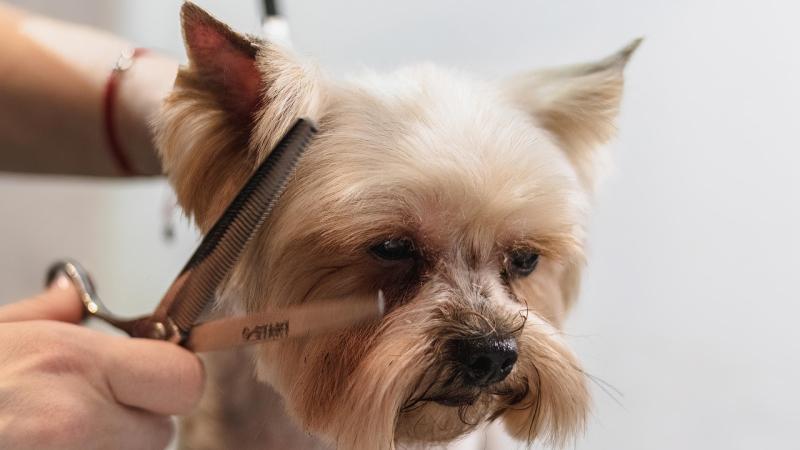 Planning permission sought  for Killygordon dog grooming studio 