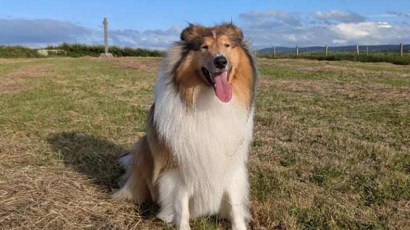 How a prize-winning Inishowen collie helped his owner through grief