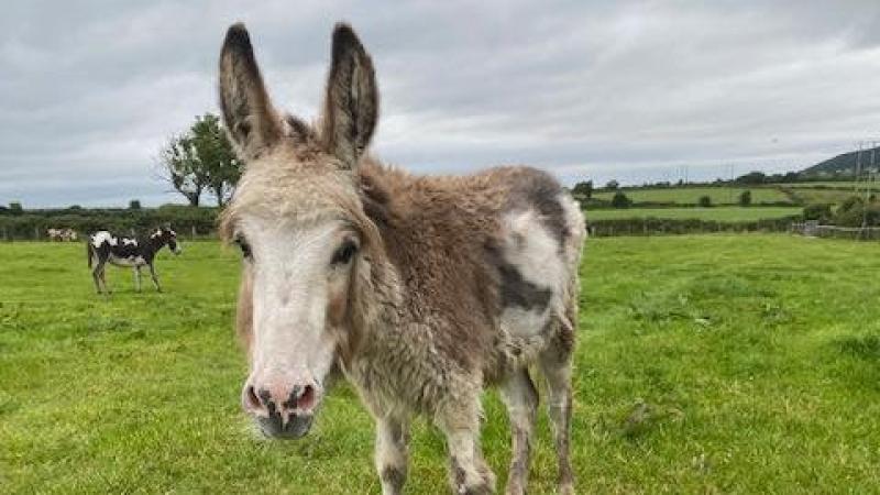 Lily and her neglected friends 'in a better place' at Donegal Donkey Sanctuary