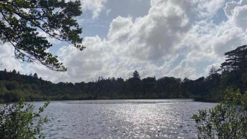 Storm Floris: Efforts underway to clear fallen tree near Ards