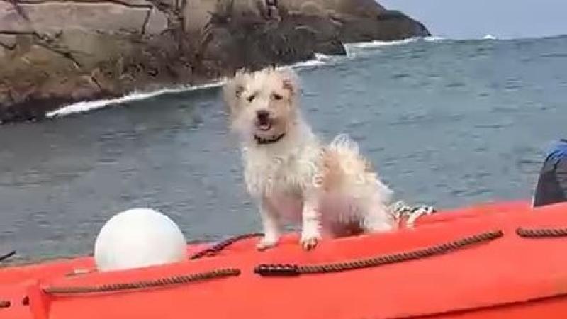 ‘Miracle’: Minnie the dog survives five days alone on Owey Island