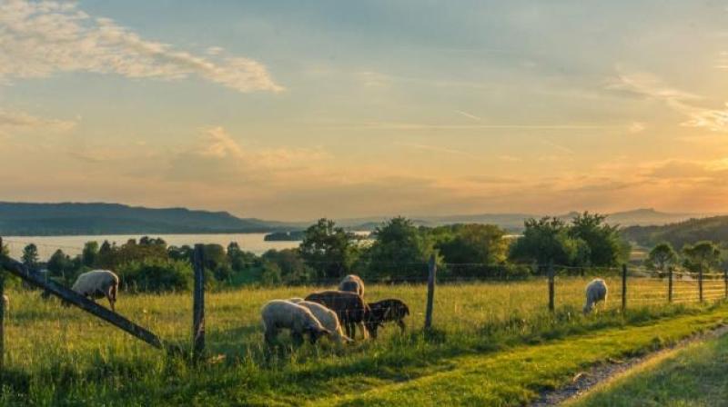 Donegal’s highest numbers of unpaid ACRES is a ‘failure of political leadership’