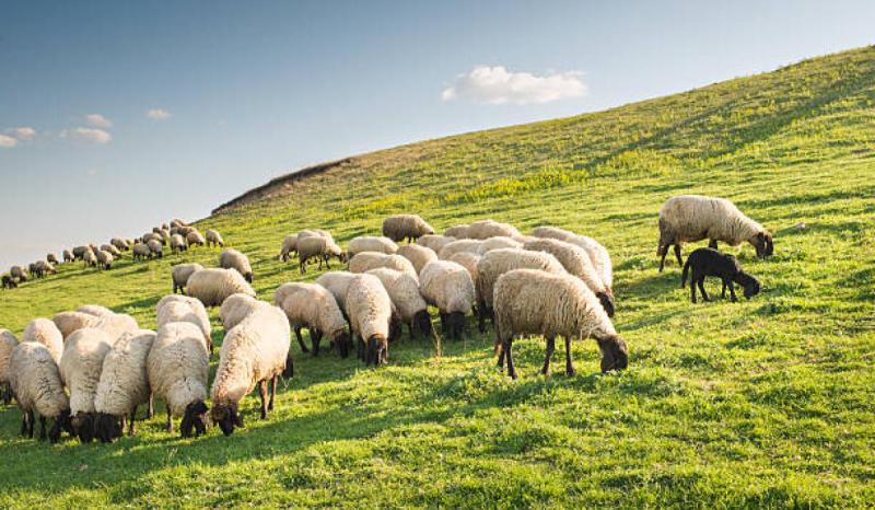 Twenty-seven sheep stolen in Donegal ‘only recently discovered’ 