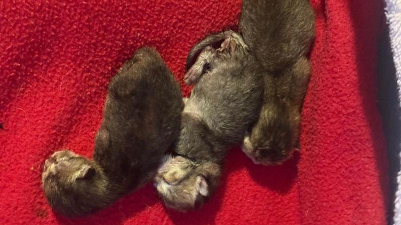 Animals in Need Donegal rescues newborn premature kittens  