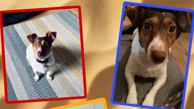 AIN Donegal appeals to rehome Tully the purebred Jack Russell 