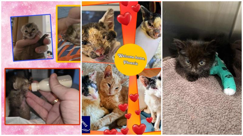 Fantastic new Donegal home and remarkable recovery for kitten who suffered burns 