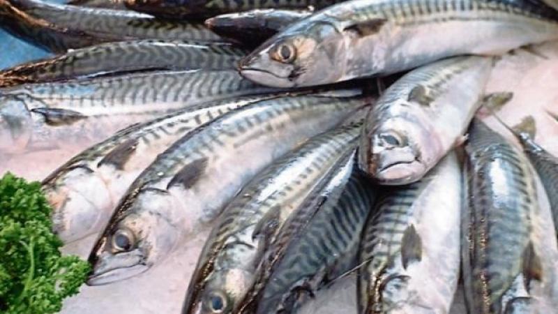 'A hammer blow' - Irish nackerel quota faces devastating 70% cut