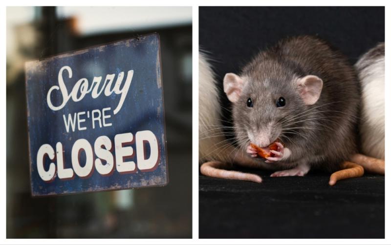 'Live rats and droppings on premises' - Five food businesses ordered to close last month 