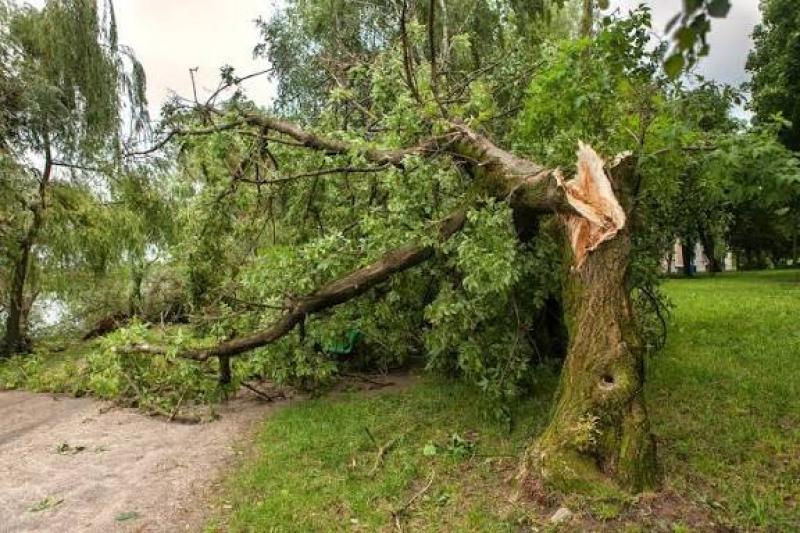 Motorists urged to drive with care due to fallen tree in Manorcunningham area