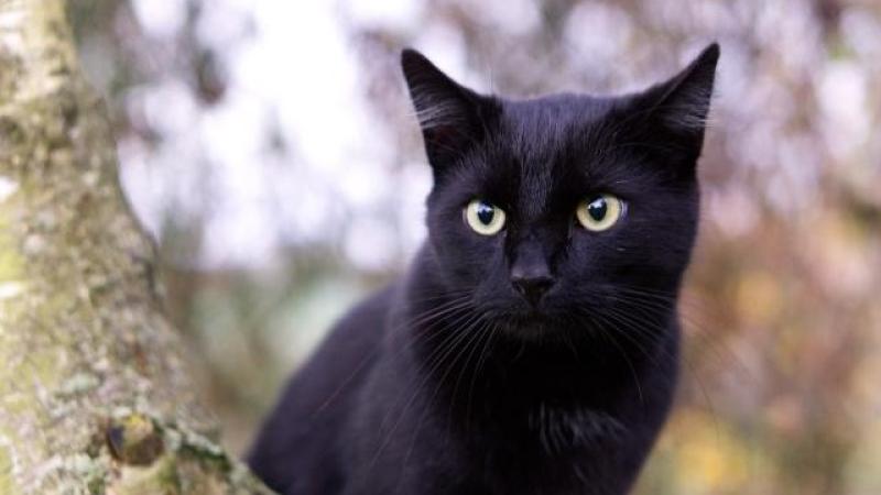 Donegal ranked in the top five most superstitious counties 