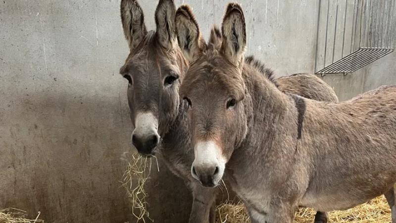 Donegal donkey sanctuary launches appeal for winter bedding and feeding