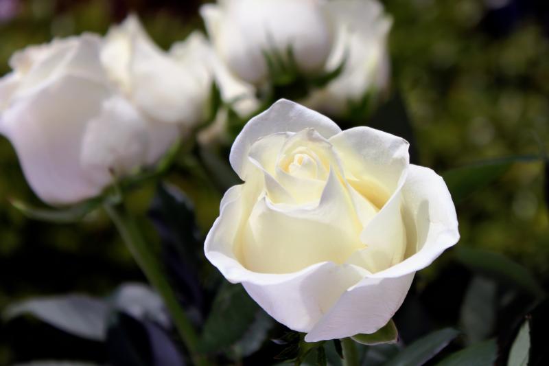 Death notices and funeral arrangements for Donegal on Sunday, October 19