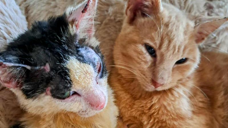 Donegal charity Animals In Need nominated in national Christmas giveback campaign