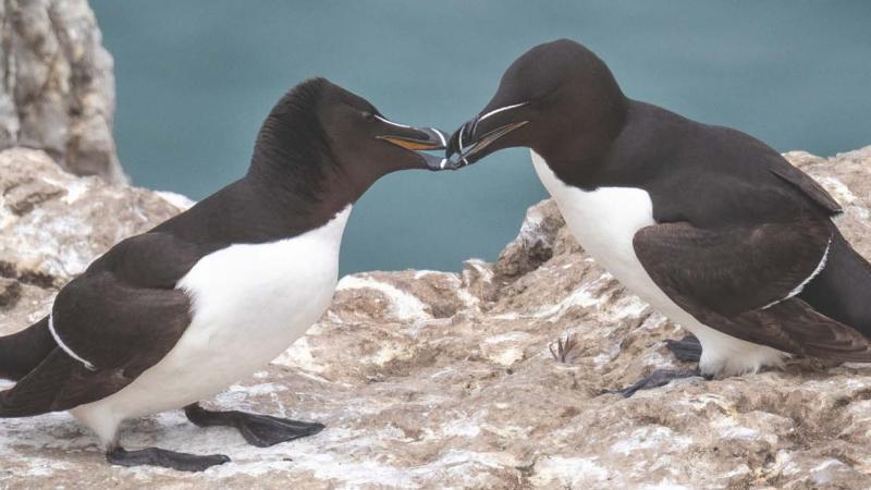 The slow-fading of Ireland's kitchen door calendar tradition