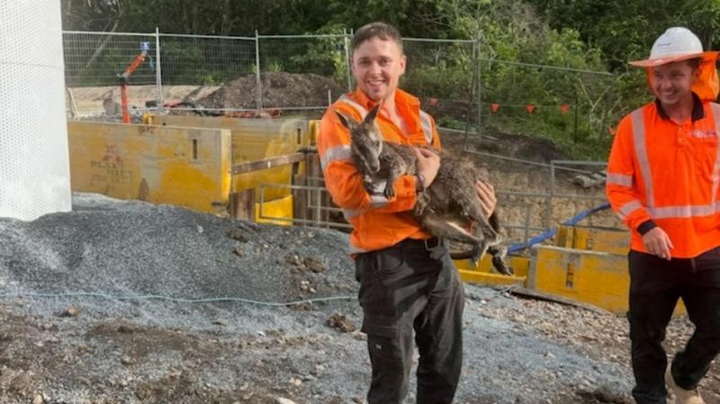 Donegal man performs he-roo-ic rescue saving wallaby from drowning in Australia