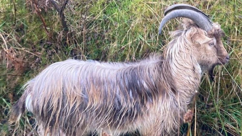 Animals in Need Donegal appeal to find owner of missing goat