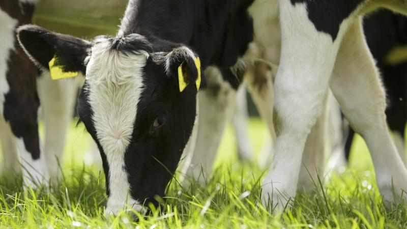 East Donegal farm to host CalfCare Roadshow event in January