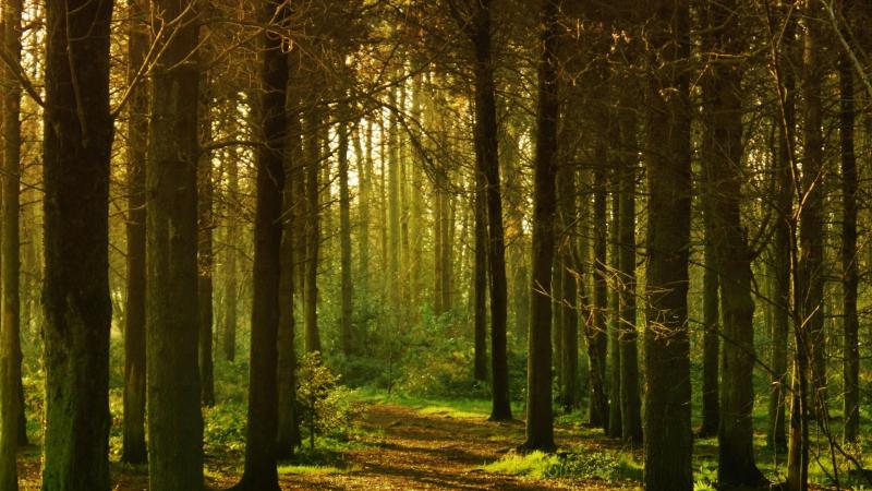 Heritage Organisations Support Fund now open for applications 