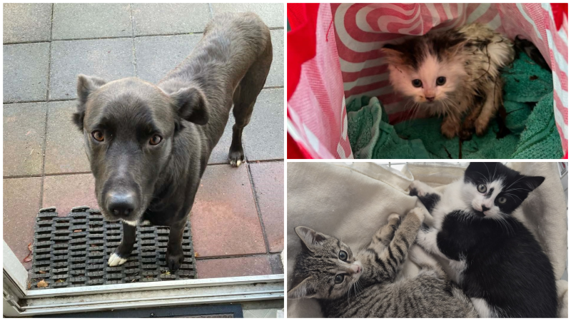 Dog rescued from Donegal wilderness after an eight-hour pursuit