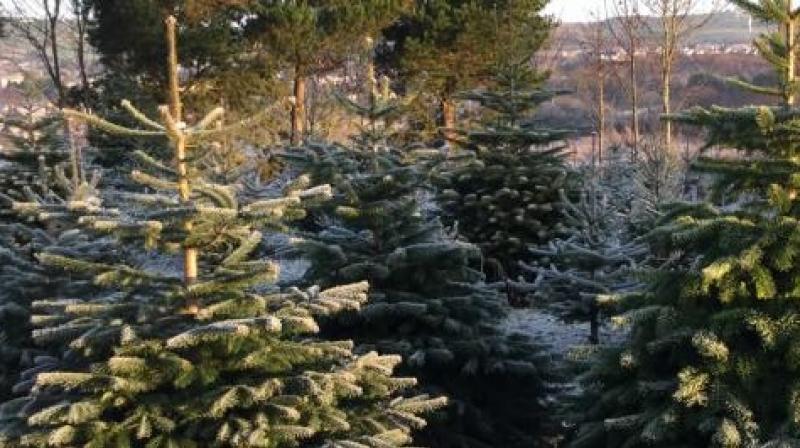 Final date approaches for Donegal County Council Christmas tree recycling scheme