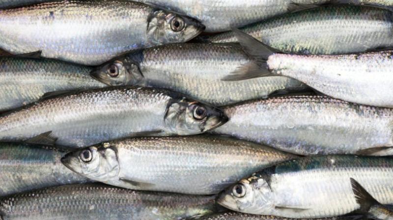 Donegal fishing vessel Master faces Circuit Court trial over herring landings