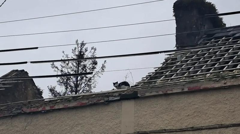 Animals in Need volunteers ramp it up to save cat in south Donegal