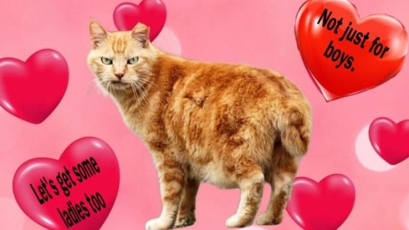 AIN Donegal &lsquo;turning Valentine's into a day of useful revenge&rsquo;