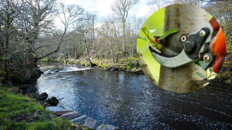 Pruning apple trees workshop is taking place in Buncrana this weekend