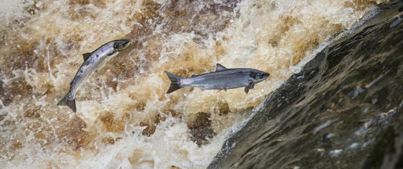 Loughs Agency reduces salmon tag allocation amid sharp decline in fish numbers