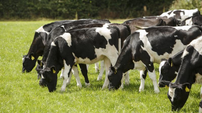 Animal Health Ireland urges Donegal farmers to act fast on BVD eradication