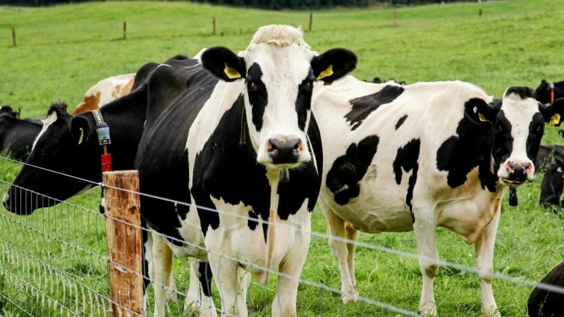 Farming Column: Tackling Bovine TB together, on both sides of the border