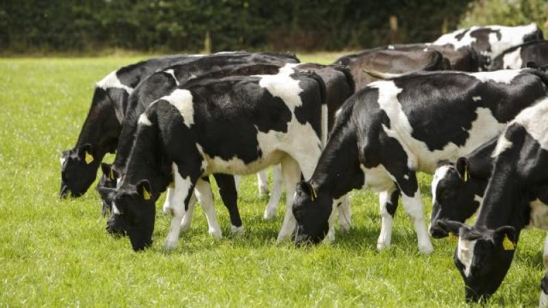 Cow destroyed after consuming aluminium can discarded in Donegal field