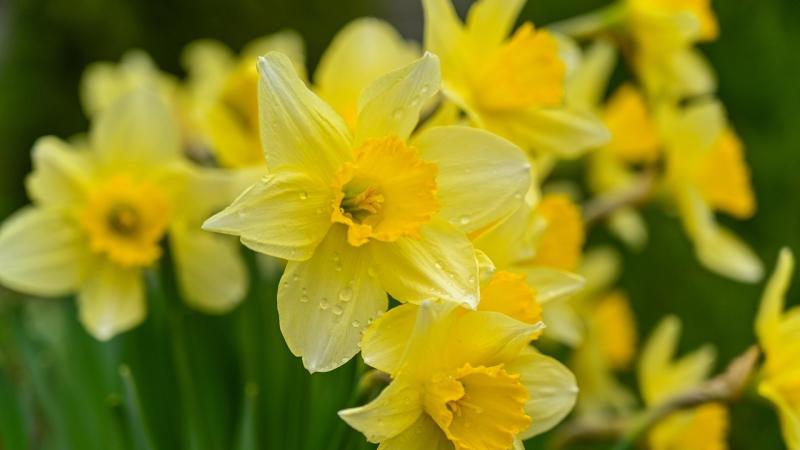 Swilly Gardening Club announces first meeting of the year