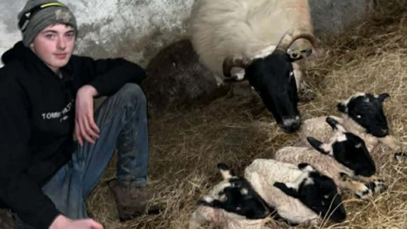 Ewe won't believe it! Carndonagh sheep delivers quadruplet lambs in spring surprise