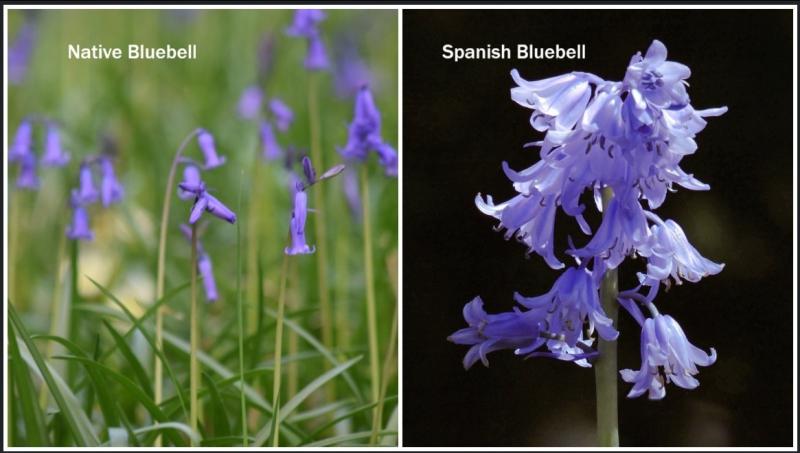 We love our beautiful spring bluebells in Donegal, but they could be under threat