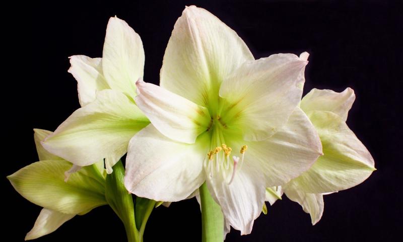 Death notices and funeral arrangements for Donegal on Good Friday evening, April 3