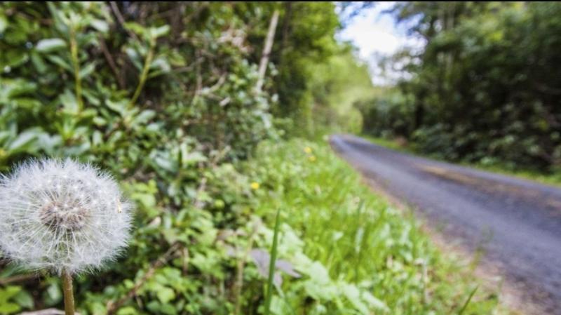 Spring foraging made simple: Everyday plants in your hedgerows and how to use them