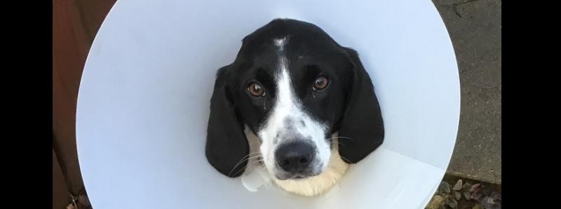 Donegal dog rescued on Christmas Day recovering from surgery