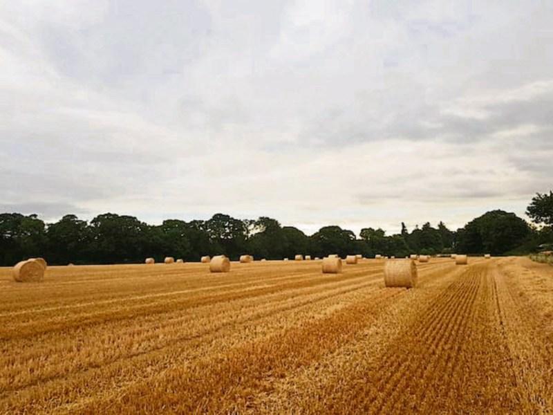 One million straw bales for the chop what will Donegal farmers make