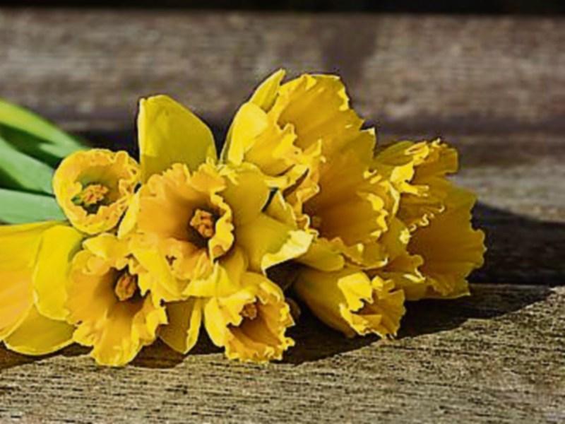 €54,000 was raised for Irish Cancer Society in Clonmel on Daffodil Day