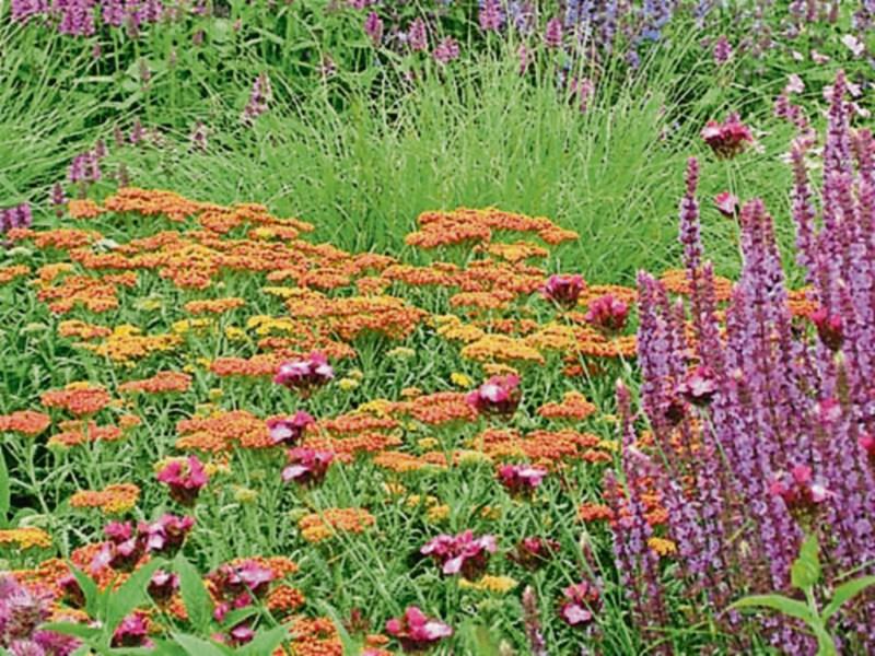 Gardening: Learn to love bold colour and summer smells