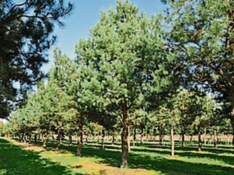 Gardening column: Privacy and beauty &mdash; the benefits of mature trees