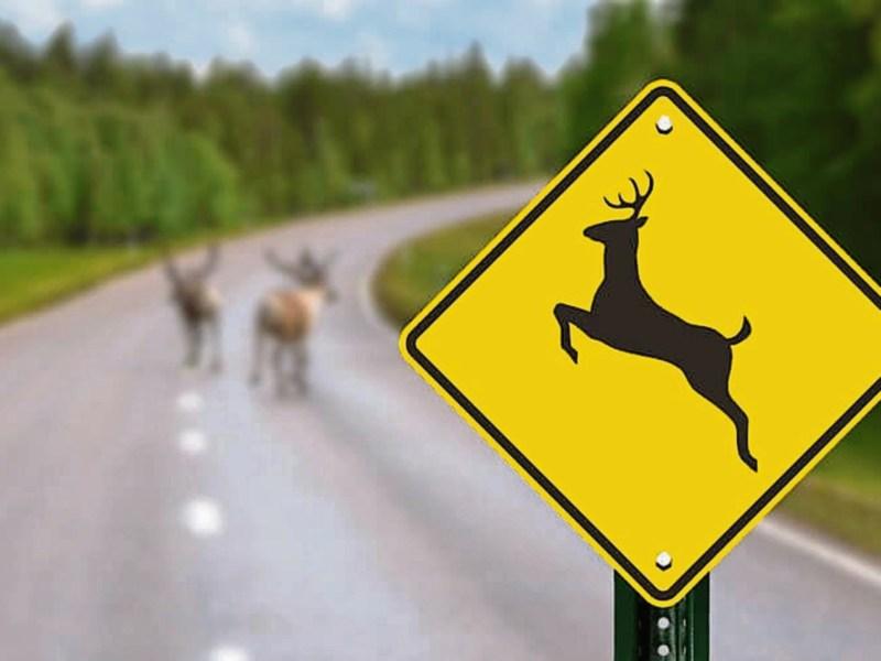 Vigilance urged on deer season
