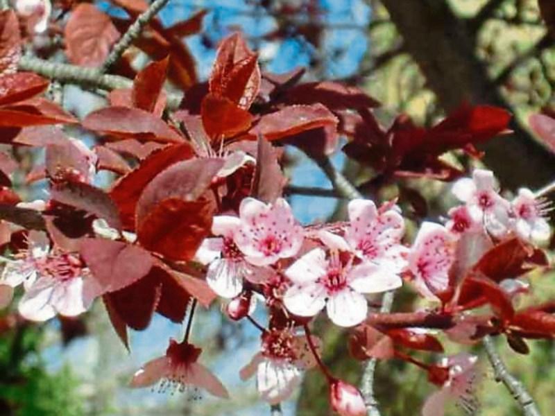 Gardening: The last pick of the rootballed crop