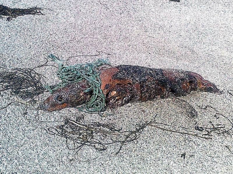 Dead seal washed ashore in Donegal