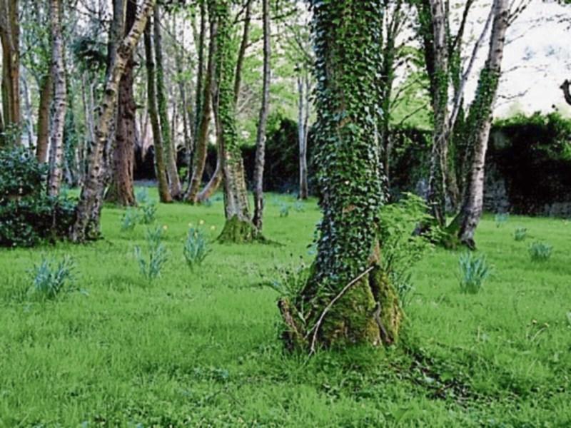 Donegal's forgotten cemetery
