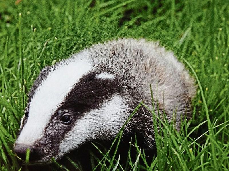 Irish farmers urged to use new badger tracking app to tackle bovine TB