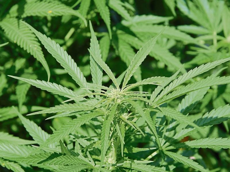 Father grew cannabis in Donegal for sick son