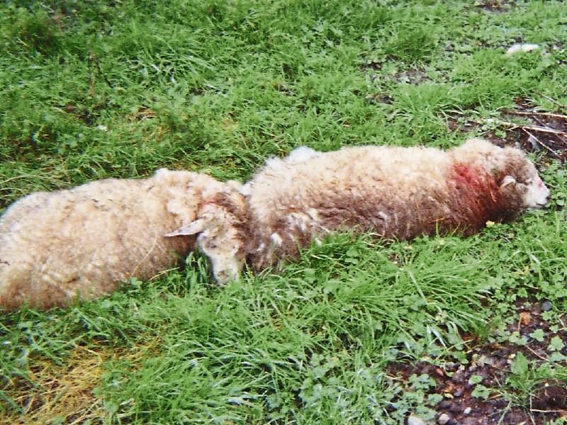 Dog attacks on sheep: could Scottish model be the way forward?